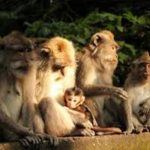 Monkey Forest Ubud, Bali Driver,Full Day Tour, Rent Car Bali, Bali Oka Driver