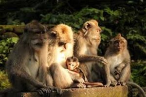 Monkey Forest Ubud, Bali Driver,Full Day Tour, Rent Car Bali, Bali Oka Driver